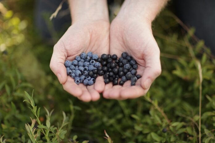 Bleuet sauvage ou cultivé : 70 % des Québécois connaissent mal la différence