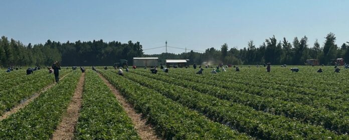 Acheter local : les producteurs de petits fruits du Québec sonnent l'alarme