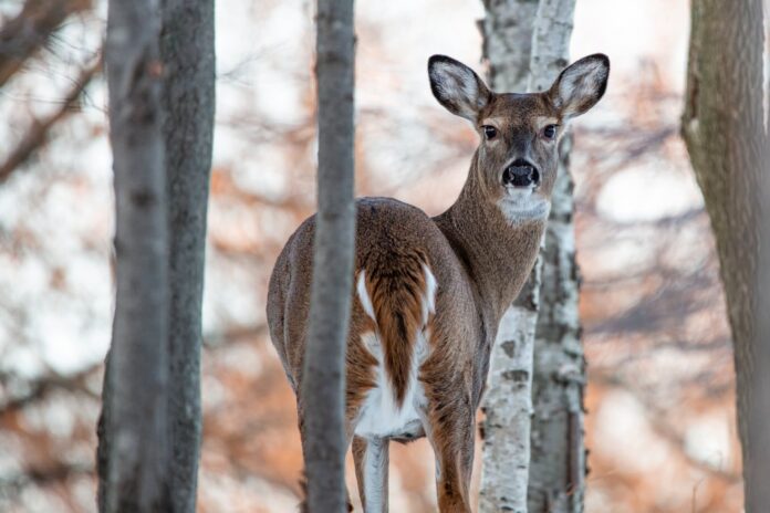 Chasse au cerf : une fin de semaine pour former la relève